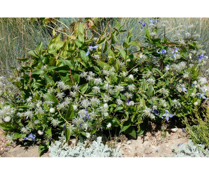 Mongolian Bells Clematis